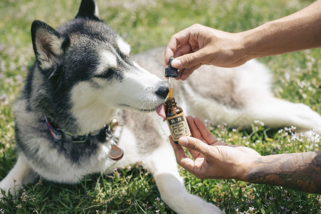 dog cbd 