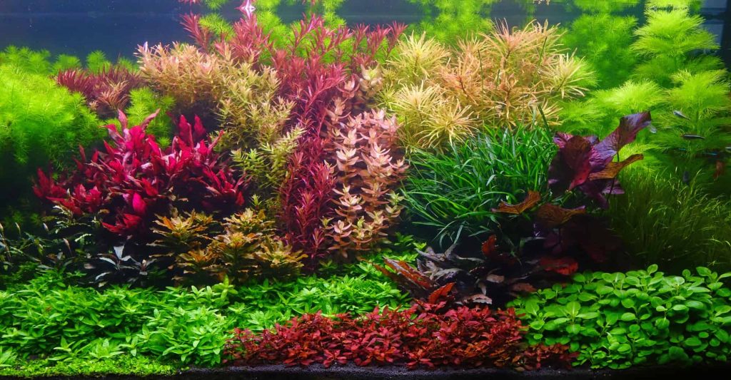 aquarium plants